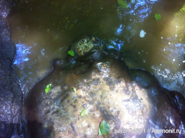 аммониты, моллюски, мел, Россия, головоногие моллюски, мезозой, беспозвоночные, нижний мел, аптский ярус, Acanthohoplites, Краснодарский край