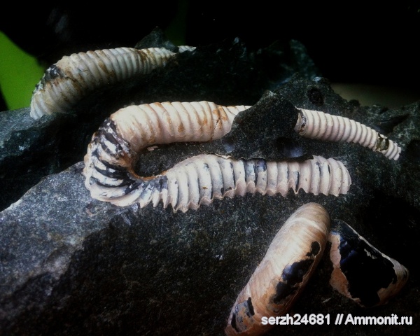 аммониты, моллюски, мел, Россия, гетероморфные аммониты, головоногие моллюски, мезозой, беспозвоночные, нижний мел, аптский ярус, прижизненные повреждения, Краснодарский край, р. Курджипс, Helicancylidae, Helicancylus