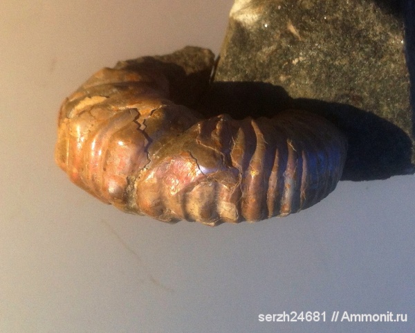 аммониты, моллюски, мел, Россия, головоногие моллюски, мезозой, беспозвоночные, нижний мел, аптский ярус, прижизненные повреждения, Краснодарский край, р. Курджипс, ammonoid sublethal injuries