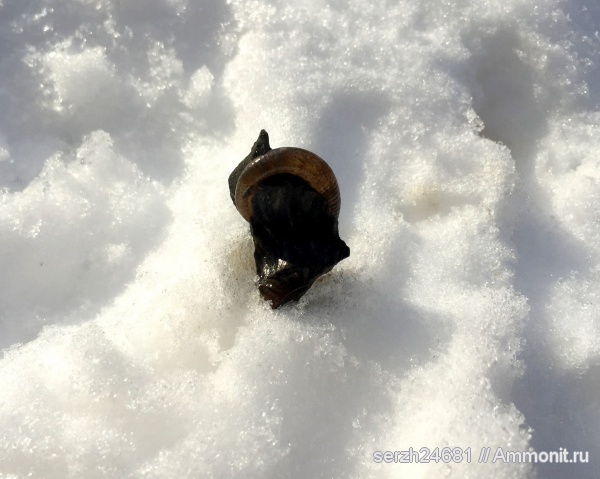 аммониты, моллюски, мел, Россия, головоногие моллюски, мезозой, беспозвоночные, нижний мел, аптский ярус, Краснодарский край, Acrioceras