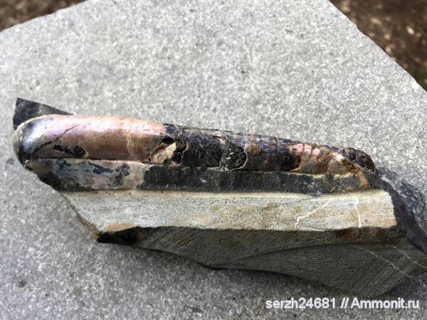 моллюски, мел, Россия, головоногие моллюски, мезозой, беспозвоночные, нижний мел, аптский ярус, Ptychoceras, Краснодарский край, р. Курджипс