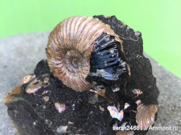 аммониты, моллюски, мел, Россия, головоногие моллюски, мезозой, беспозвоночные, нижний мел, аптский ярус, прижизненные повреждения, Acanthohoplites, Краснодарский край, р. Курджипс, ammonoid sublethal injuries