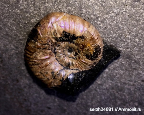 аммониты, моллюски, мел, Россия, головоногие моллюски, мезозой, беспозвоночные, нижний мел, аптский ярус, прижизненные повреждения, Acanthohoplites, Краснодарский край, р. Курджипс, ammonoid sublethal injuries