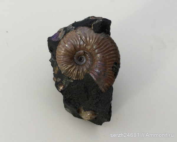 аммониты, моллюски, мел, Россия, головоногие моллюски, мезозой, беспозвоночные, нижний мел, аптский ярус, прижизненные повреждения, Acanthohoplites, Краснодарский край, р. Курджипс, ammonoid sublethal injuries