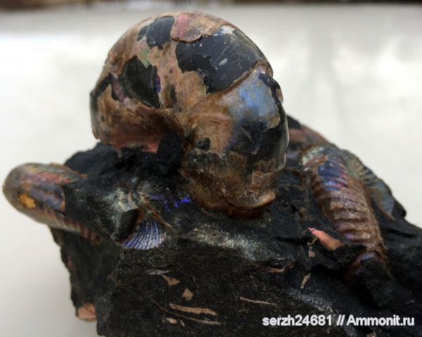 аммониты, моллюски, мел, Россия, головоногие моллюски, мезозой, беспозвоночные, нижний мел, аптский ярус, прижизненные повреждения, Краснодарский край, Desmoceratidae, р. Курджипс, ammonoid sublethal injuries