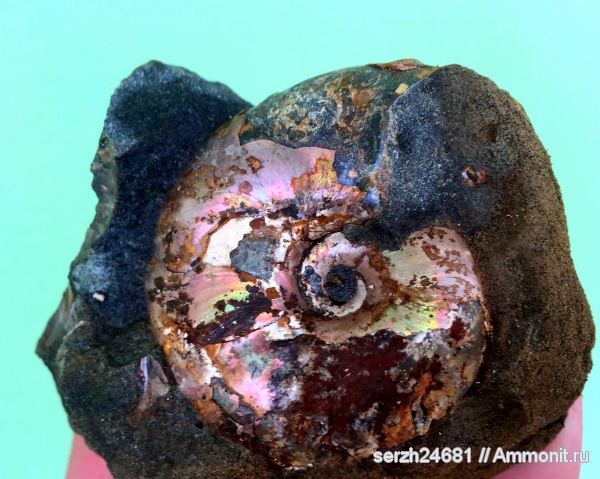 аммониты, моллюски, мел, Россия, головоногие моллюски, мезозой, беспозвоночные, нижний мел, аптский ярус, прижизненные повреждения, Zuercherella, Краснодарский край, р. Курджипс, ammonoid sublethal injuries