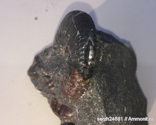 аммониты, моллюски, мел, Россия, головоногие моллюски, мезозой, беспозвоночные, нижний мел, аптский ярус, прижизненные повреждения, Acanthohoplites, Краснодарский край, р. Курджипс