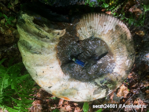 аммониты, моллюски, мел, Россия, гетероморфные аммониты, головоногие моллюски, мезозойская эра, беспозвоночные, Ammonitoceras, Ammonites, Краснодарский край, р. Курджипс, Cretaceous, heteromorph ammonites