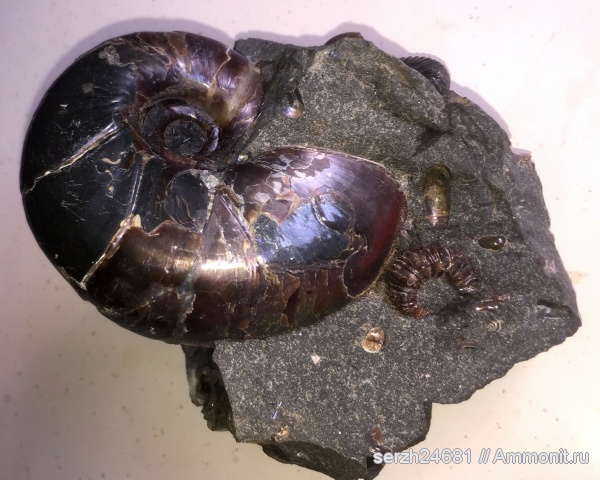 мел, Россия, головоногие моллюски, мезозой, беспозвоночные, нижний мел, аптский ярус, прижизненные повреждения, Eogaudryceras, Краснодарский край, р. Курджипс, ammonoid sublethal injuries