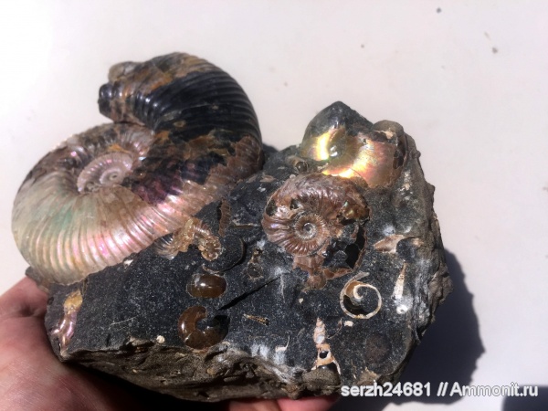 аммониты, моллюски, мел, Россия, головоногие моллюски, мезозой, беспозвоночные, нижний мел, аптский ярус, прижизненные повреждения, Acanthohoplites, Краснодарский край, р. Курджипс