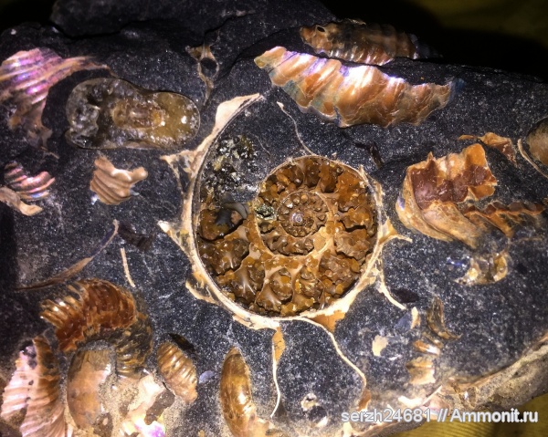 моллюски, Россия, головоногие моллюски, мезозой, нижний мел, аптский ярус, Краснодарский край, р. Курджипс, Aptian, Lower Cretaceous