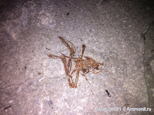 палеоген, Россия, кайнозой