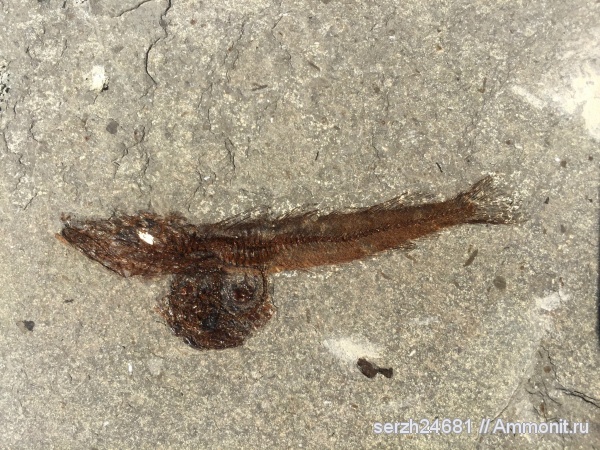 палеоген, Россия, рыбы, позвоночные, кайнозой, Краснодарский край, р. Пшеха, fish