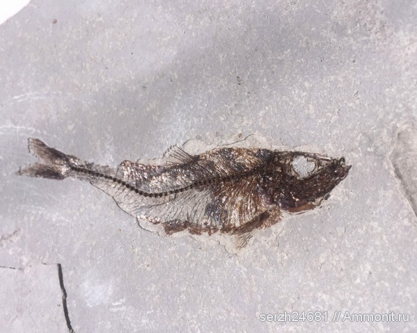 палеоген, неоген, Россия, рыбы, позвоночные, кайнозой, Краснодарский край, р. Пшеха, Clupea, fish