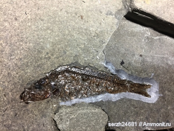 палеоген, Россия, рыбы, позвоночные, кайнозой, Краснодарский край, р. Пшеха, fish