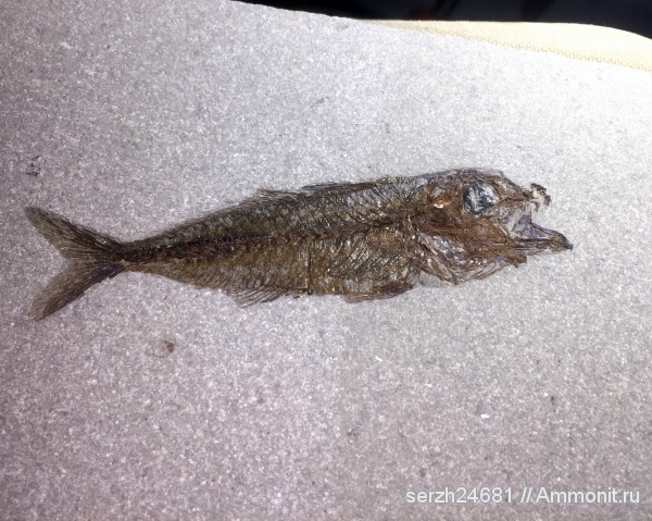 палеоген, Россия, рыбы, позвоночные, кайнозой, Краснодарский край, р. Пшеха, fish