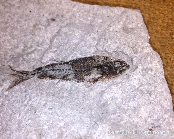 палеоген, Россия, рыбы, позвоночные, кайнозой, Краснодарский край, р. Пшеха, fish