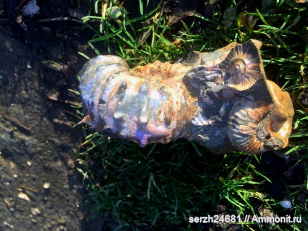 аммониты, моллюски, мел, Россия, головоногие моллюски, мезозой, беспозвоночные, нижний мел, аптский ярус, прижизненные повреждения, Douvilleiceras, Краснодарский край, р. Курджипс, ammonoid sublethal injuries