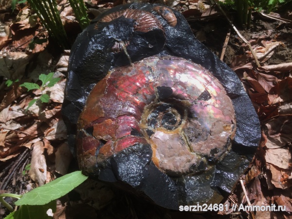 аммониты, моллюски, мел, Россия, головоногие моллюски, мезозой, беспозвоночные, нижний мел, аптский ярус, Parahoplites, Краснодарский край, р. Курджипс