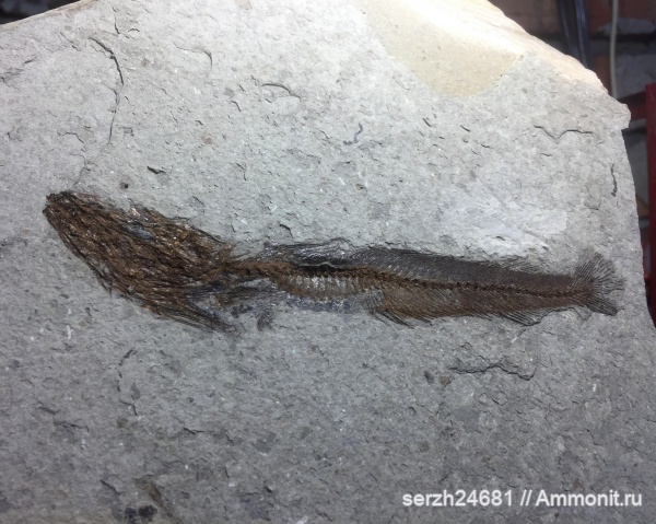 палеоген, Россия, рыбы, позвоночные, кайнозой, Краснодарский край, fish