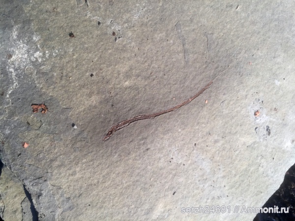 неоген, Россия, рыбы, позвоночные, миоцен, кайнозой, Краснодарский край, р. Пшеха, fish, Sungnathus