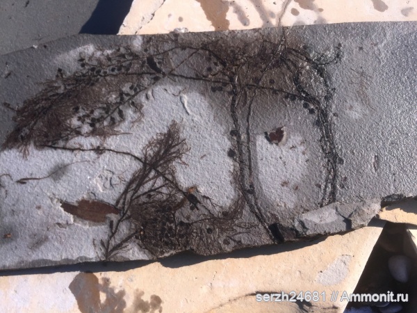 неоген, Россия, рыбы, позвоночные, водоросли, кайнозой, низшие растения, покрытосеменные, высшие растения, Краснодарский край, р. Пшеха, fish