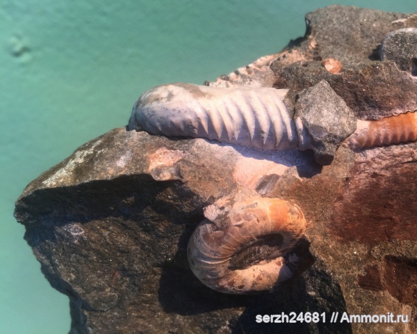аммониты, моллюски, мел, Россия, гетероморфные аммониты, головоногие моллюски, мезозой, беспозвоночные, нижний мел, аптский ярус, прижизненные повреждения, Lytoceras, Краснодарский край, ammonoid sublethal injuries, Helicancylidae, Helicancylus, Helicancylus patagonicus, р. Хакодзь