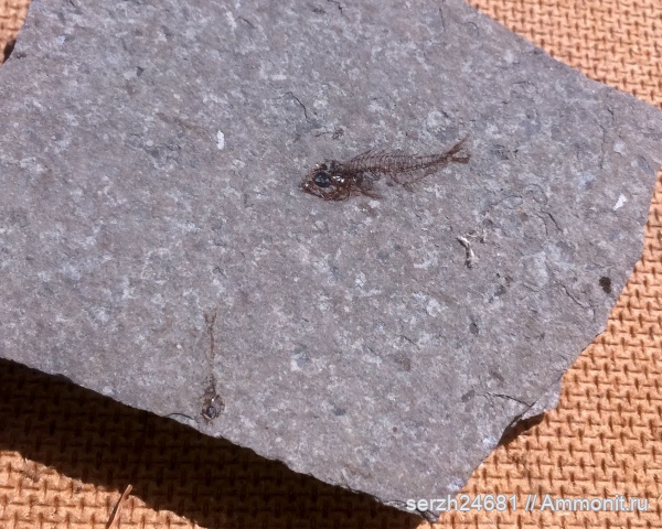 палеоген, Россия, рыбы, позвоночные, кайнозой, Краснодарский край, fish