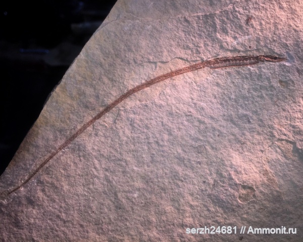 неоген, Россия, рыбы, позвоночные, миоцен, кайнозой, Краснодарский край, р. Пшеха, fish, Sungnathus