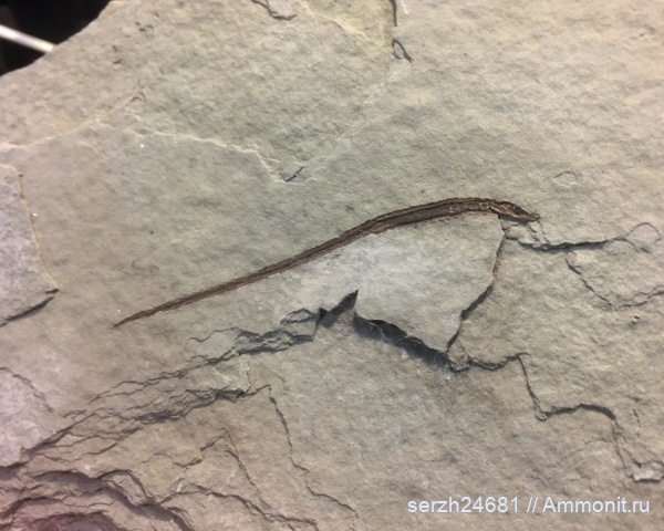 неоген, Россия, рыбы, позвоночные, миоцен, кайнозой, Краснодарский край, р. Пшеха, fish, Sungnathus