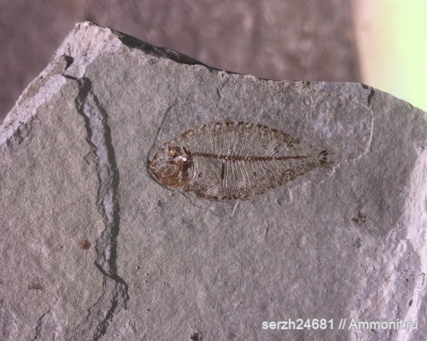 Россия, рыбы, позвоночные, миоцен, кайнозой, Краснодарский край, р. Пшеха, fish, Arnoglossus