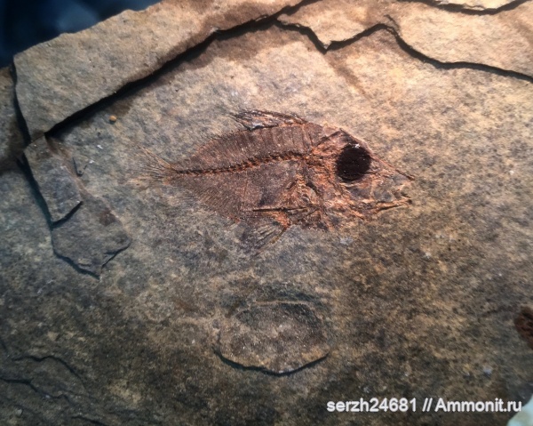 рыбы, позвоночные, миоцен, кайнозой, Краснодарский край, р. Пшеха, fish, proantigonia  россия