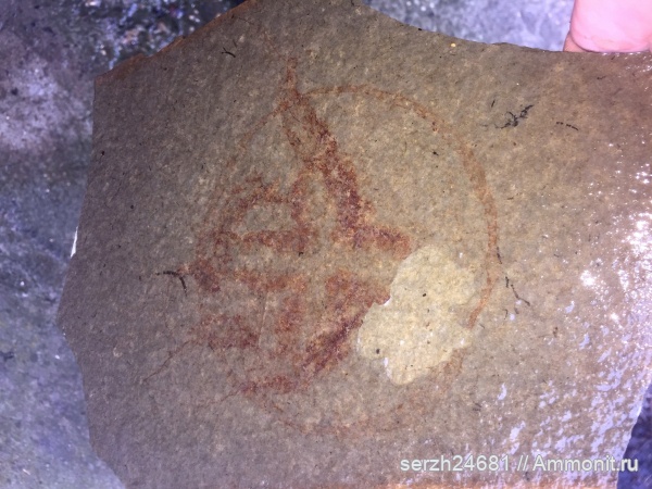 миоцен, кайнозой, Краснодарский край, медузы, р. Пшеха