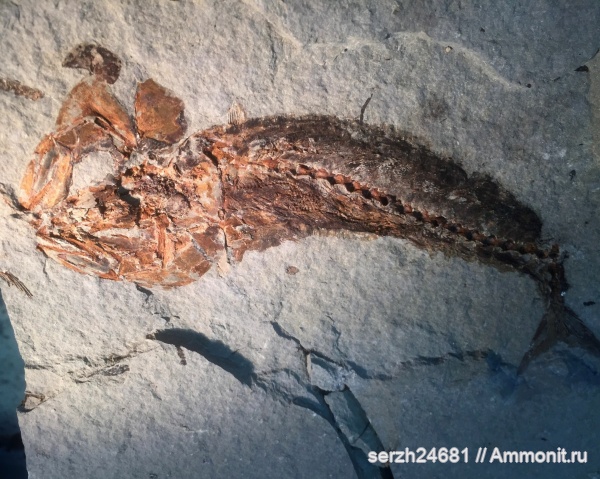 неоген, Россия, рыбы, позвоночные, кайнозой, Краснодарский край, SCOMBRIDAE, fish