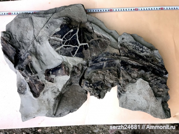 Россия, позвоночные, млекопитающие, кайнозойская эра, Cetotherium, Краснодарский край, р. Пшеха