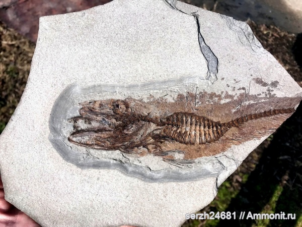 Россия, рыбы, позвоночные, кайнозой, Краснодарский край, fish, Merluccius