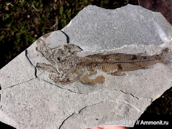 Россия, рыбы, позвоночные, кайнозой, Краснодарский край, fish, Merluccius