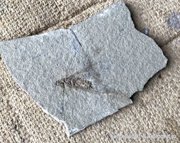 неоген, Россия, насекомые, членистоногие, кайнозой, Краснодарский край