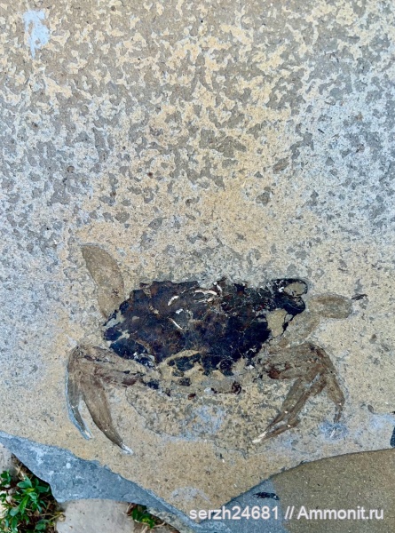 неоген, Россия, Краснодарский край, р. Пшеха, нижний сармат