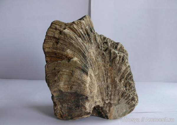 Chaetetes, Новгородская область, р. Ярынья