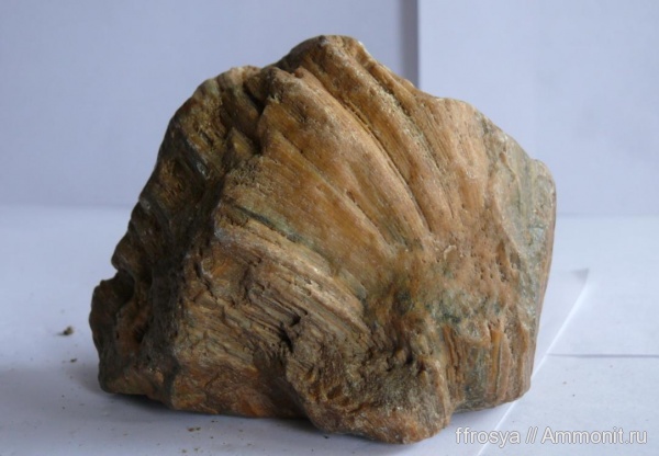 Chaetetes, Новгородская область, р. Ярынья