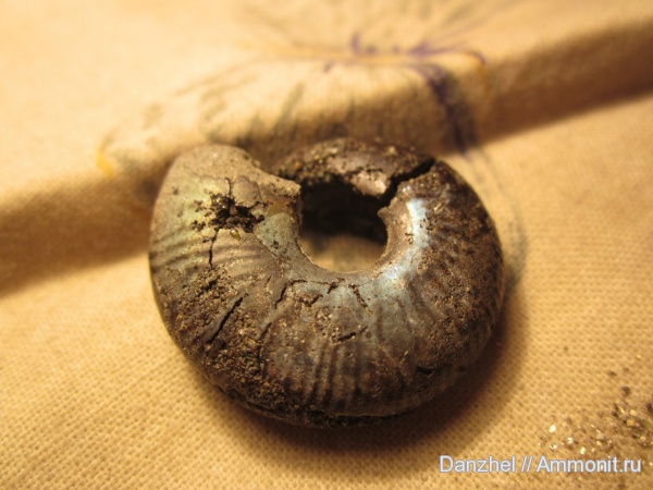 окаменелости из юрских глин реки Шмелевка