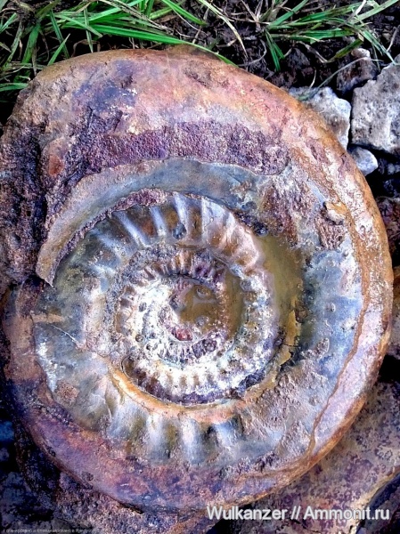 Indosphinctes, Никитино