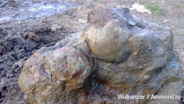 Gryphaea, Gryphaea lucerna