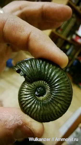 Amoeboceras, Amoeboceras serratum