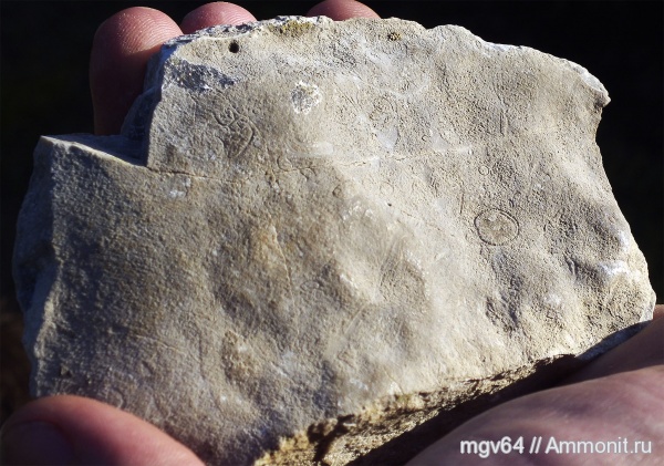 кембрий, губки, археоциаты, Cambrian