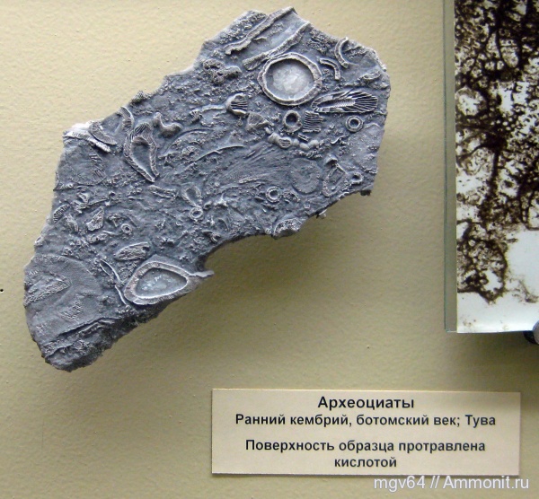 кембрий, губки, археоциаты, Cambrian