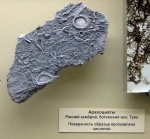 Археоциаты в Московском палеонтологическом музее.