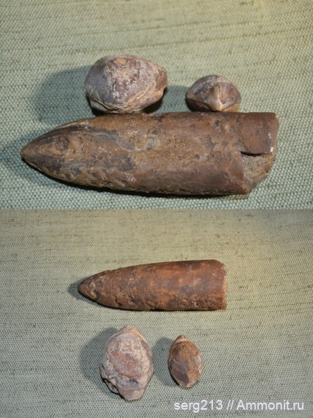 белемниты, двустворки