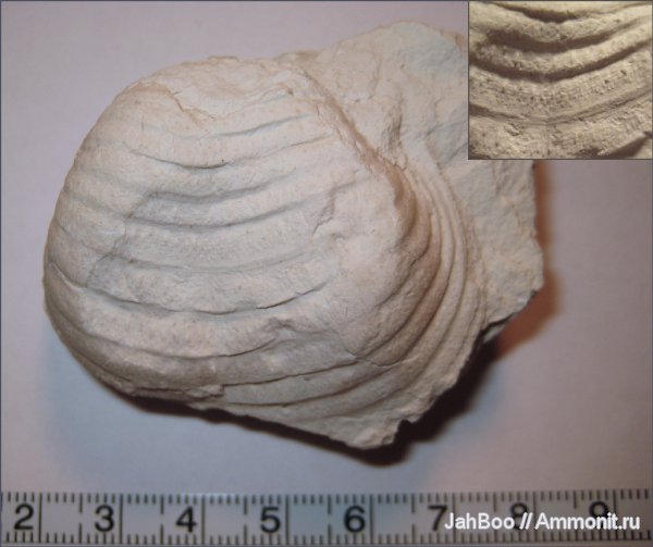 карбон, Echinoconchus, Productida